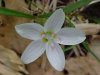 Spring Beauty (Claytonia virginica)