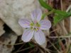 Spring Beauty (Claytonia virginica)