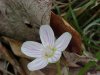 Spring Beauty (Claytonia virginica)
