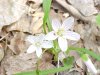 Spring Beauty (Claytonia virginica)