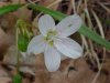 Spring Beauty (Claytonia virginica)