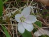 Spring Beauty (Claytonia virginica)