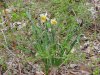 Wild Daffodil (Narcissus pseudonarcissus)