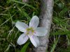 Spring Beauty (Claytonia virginica)