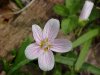 Spring Beauty (Claytonia virginica)
