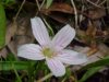 Spring Beauty (Claytonia virginica)