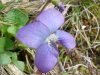 Common Blue Violet (Viola sororia)