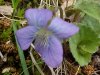 Common Blue Violet (Viola sororia)