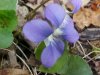 Common Blue Violet (Viola sororia)