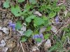 Common Blue Violet (Viola sororia)