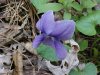 Common Blue Violet (Viola sororia)