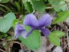 Common Blue Violet (Viola sororia)