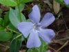 Periwinkle; Myrtle (Vinca Minor)