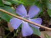 Periwinkle; Myrtle (Vinca Minor)