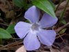 Periwinkle; Myrtle (Vinca Minor)