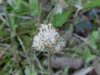 Plaintainleaf Pussytoes (Antennaria plantaginifolia)