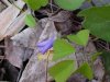 Common Blue Violet (Viola sororia)