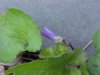 Common Blue Violet (Viola sororia)