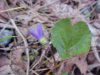 Common Blue Violet (Viola sororia)
