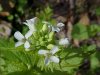 Garlic Mustard (Alliaria petiolata)