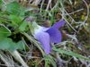 Common Blue Violet (Viola sororia)