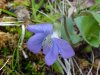 Common Blue Violet (Viola sororia)