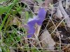 Common Blue Violet (Viola sororia)