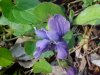 Common Blue Violet (Viola sororia)