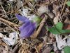 Common Blue Violet (Viola sororia)