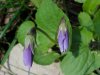 Common Blue Violet (Viola sororia)