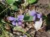 Common Blue Violet (Viola sororia)
