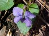 Common Blue Violet (Viola sororia)