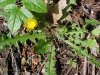 Common Dandelion (Taraxacum officinale)