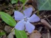 Periwinkle; Myrtle (Vinca Minor)