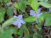 Periwinkle; Myrtle (Vinca Minor)