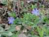 Periwinkle; Myrtle (Vinca Minor)