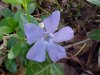 Periwinkle; Myrtle (Vinca Minor)