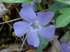 Periwinkle; Myrtle (Vinca Minor)