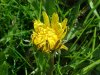 Common Dandelion (Taraxacum officinale)