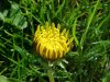 Common Dandelion (Taraxacum officinale)