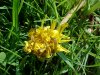 Common Dandelion (Taraxacum officinale)