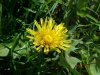 Common Dandelion (Taraxacum officinale)