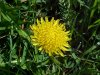 Common Dandelion (Taraxacum officinale)