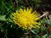 Common Dandelion (Taraxacum officinale)