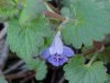 Ground Ivy; Gill-over-the-ground;  Creeping Charlie (Glechoma  hederacea)