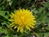 Common Dandelion (Taraxacum officinale)