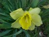Wild Daffodil (Narcissus pseudonarcissus)