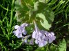 Ground Ivy; Gill-over-the-ground;  Creeping Charlie (Glechoma  hederacea)