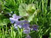 Ground Ivy; Gill-over-the-ground;  Creeping Charlie (Glechoma  hederacea)