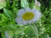 Philadelphia Fleabane (Erigeron philadelphicus)